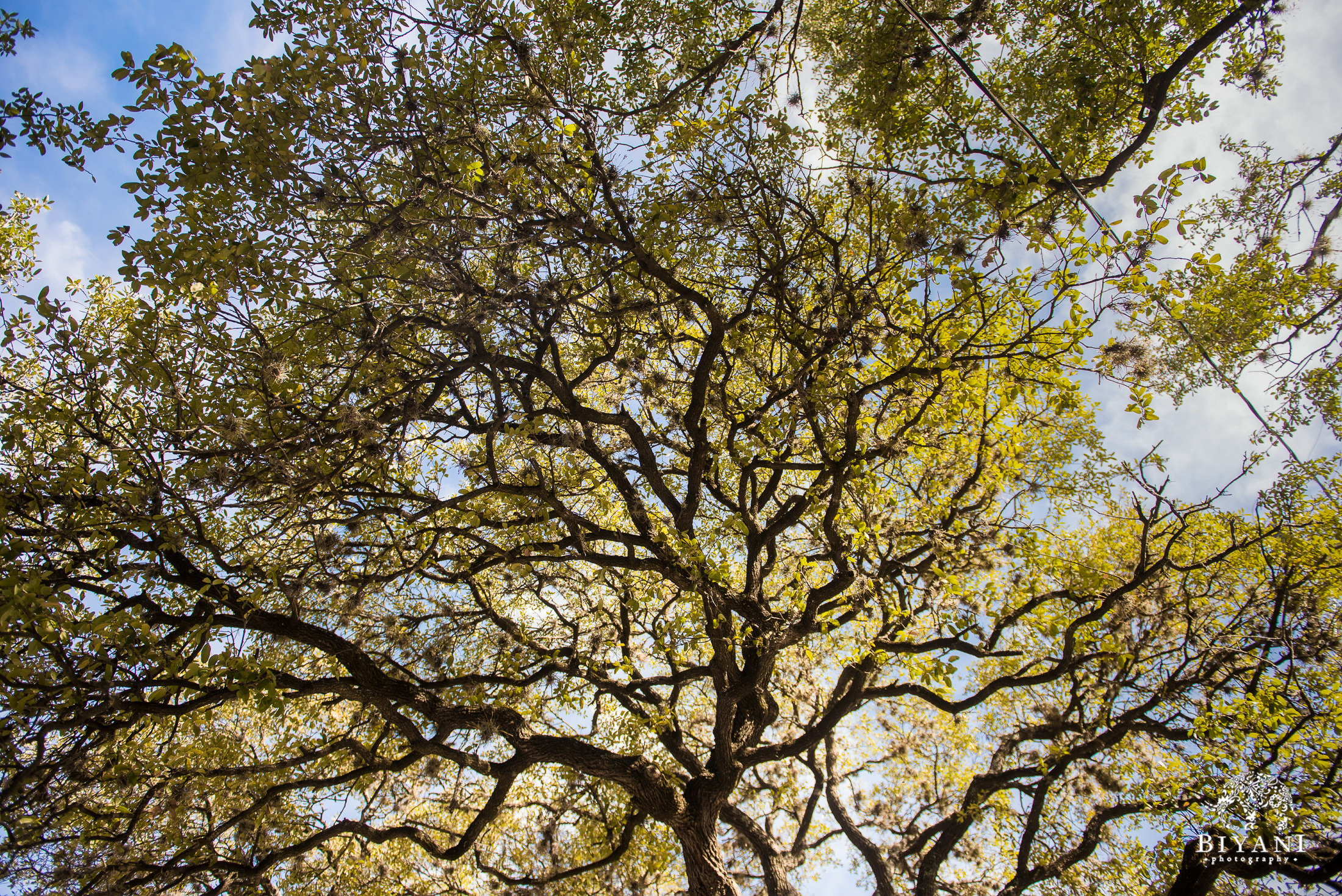 Trees during an engagement photo shoot in Austin, TX.