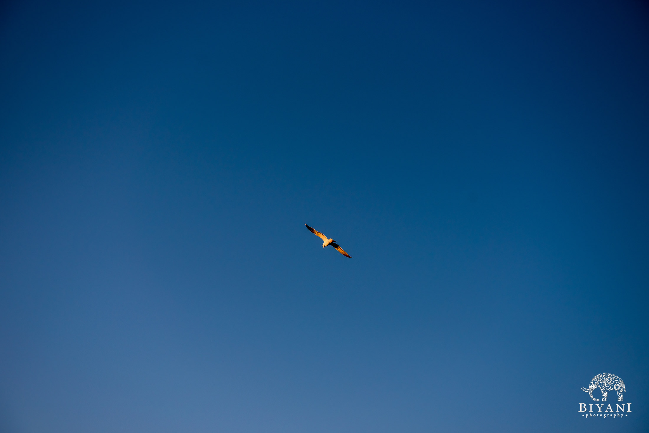 bird soaring through a clear blue sky